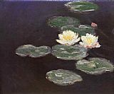 Nympheas Waterlilies